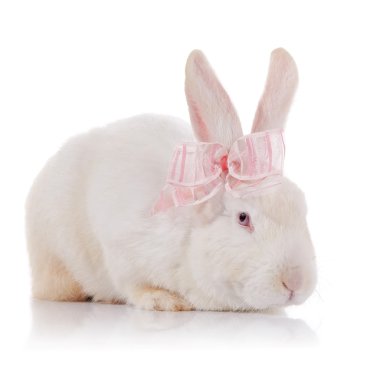 Pembe fiyonklu kırmızı gözlü beyaz tavşan.