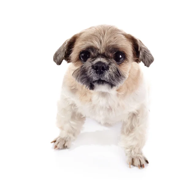 Amusing doggie of breed of a shih-tzu — Stock Photo, Image