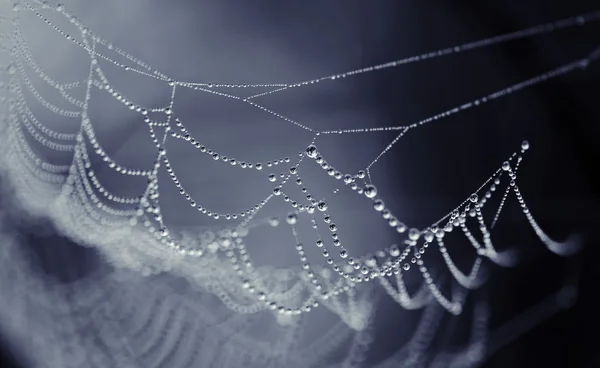 Teia de aranha em gotas de orvalho — Fotografia de Stock