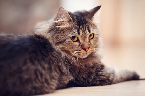 Portrait d'un chat rayé. — Photo