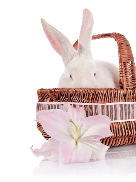 Coniglio bianco in un cesto con un fiore di giglio . — Foto Stock
