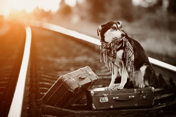 Собака на рельсах с чемоданами . — стоковое фото