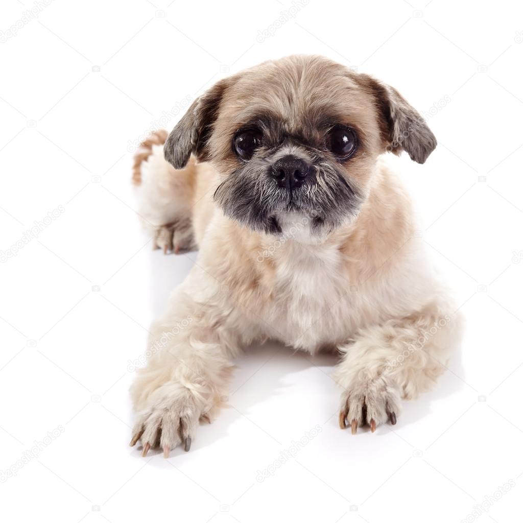 Le Chien Amusant De La Race Dun Shih Tzu Photographie