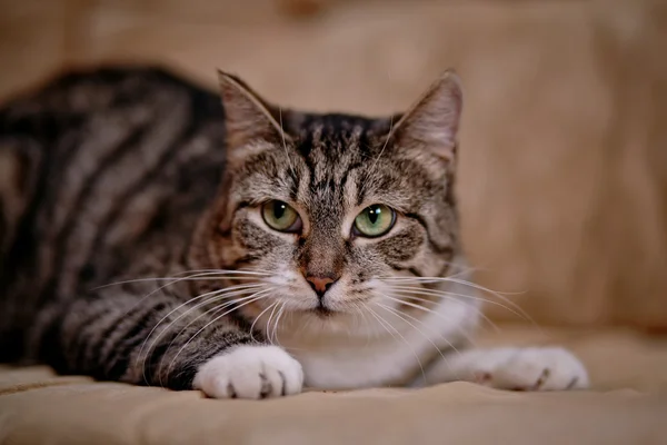 Portrait of a gray striped cat. — Stock Photo, Image