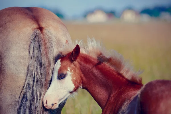 Portrait of a red foal on a pasture. — Stock Photo, Image