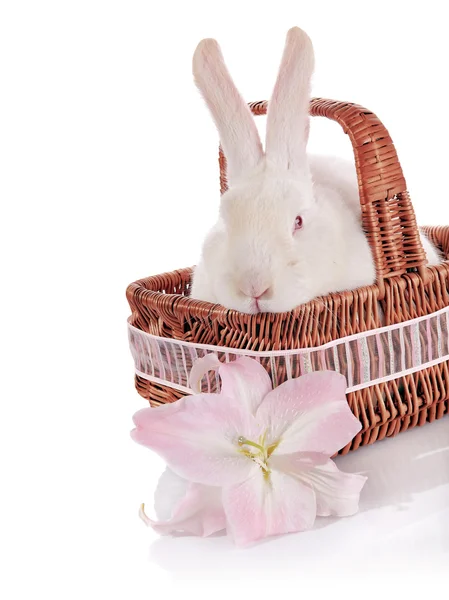 Coniglio bianco in un cesto con un fiore di giglio . — Foto Stock