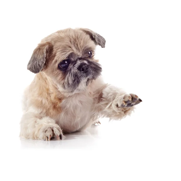 Decorative amusing small doggie of breed of a shih-tzu — Stock Photo, Image