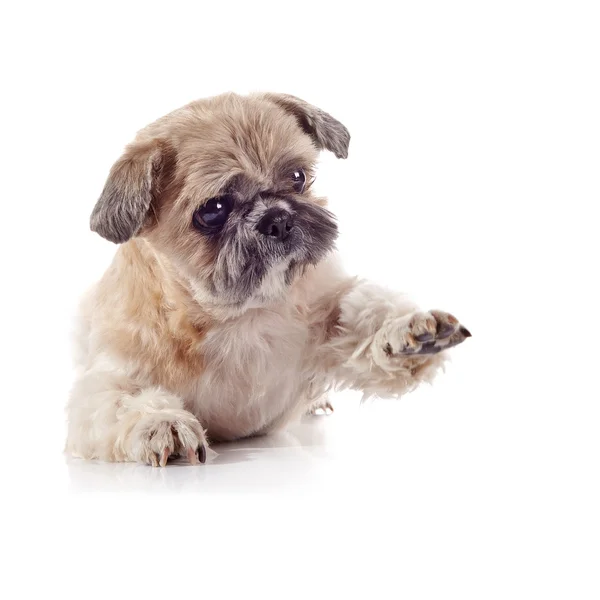 Decoratieve amusant klein hondje van ras van een shih-tzu Rechtenvrije Stockfoto's