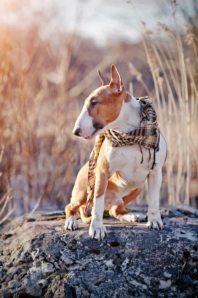 El perro rojo de la raza el terrier de toro — Foto de Stock