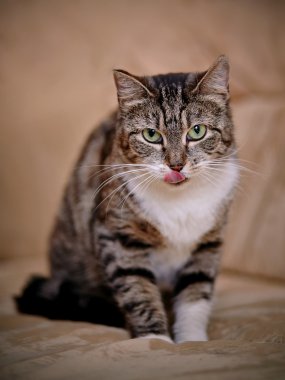 Yeşil gözlü Gri çizgili kedi.