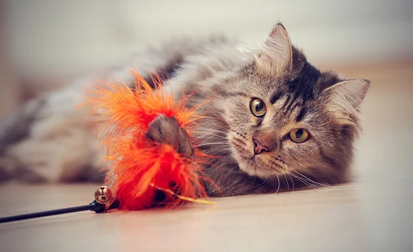 The fluffy cat plays with a toy. — Stock Photo, Image