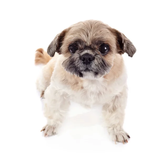 Amusing small doggie of breed of a shih-tzu — Stock Photo, Image