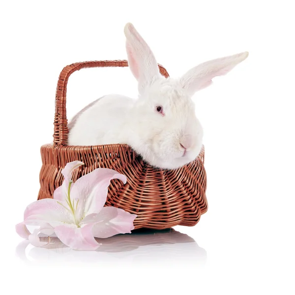 Rabbit in a basket with a lily flower. — Stock Photo, Image