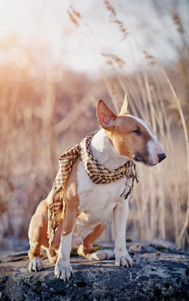 The red dog of breed a bull terrier in a checkered scarf — Stock Photo, Image