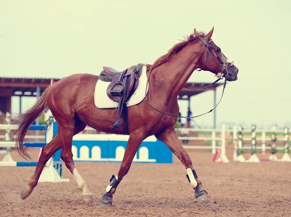 El caballo deportivo trota . — Foto de Stock