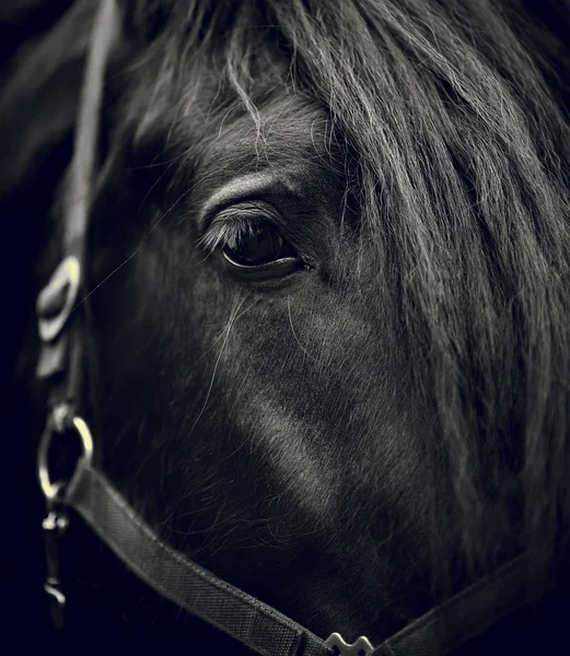 Auge eines schwarzen Pferdes. — Stockfoto