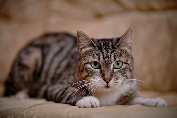 Γκρι ριγέ γάτα με τα πράσινα μάτια. — Φωτογραφία Αρχείου