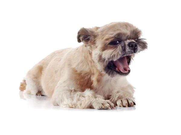 Small doggie of breed of a shih-tzu — Stock Photo, Image