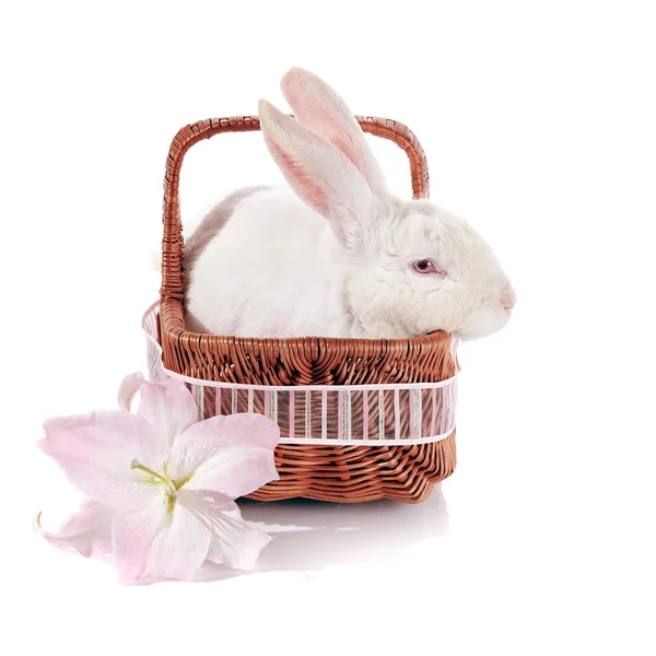 White rabbit in a basket with a lily flower. — Stock Photo, Image