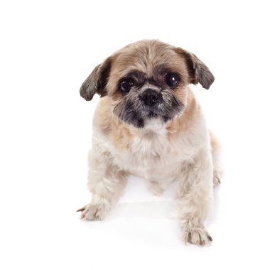 Dekoratif köpek doğurmak shih Tzu