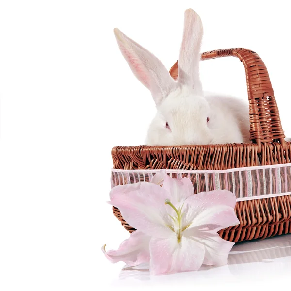 Portrait of a white rabbit in a basket with a lily flower. — Stock Photo, Image