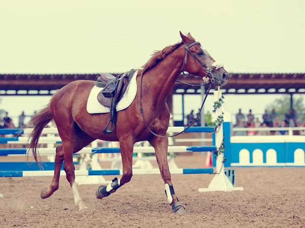 Sport paard. — Stockfoto