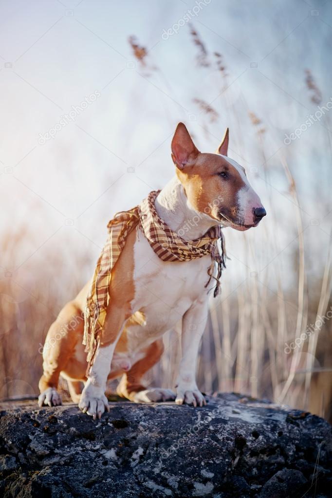 The dog of breed a bull terrier in a checkered scarf