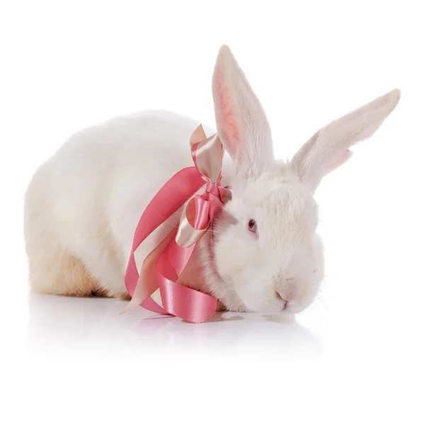 Rabbit with red eyes with a tape. — Stock Photo, Image