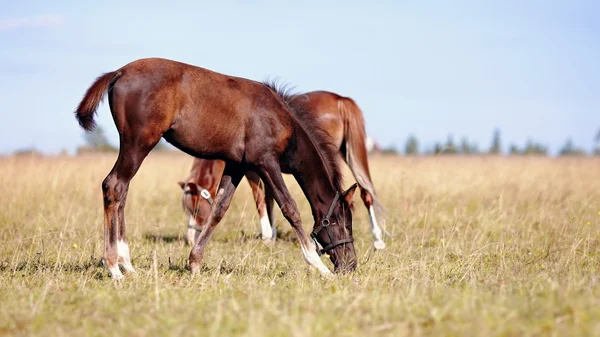 Foals on a meadow. — Stock Photo, Image