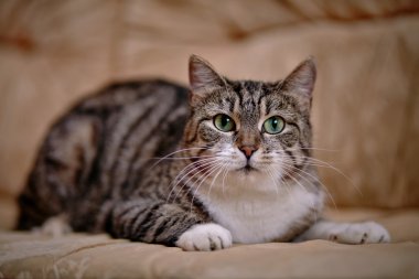 Yeşil gözlü Gri çizgili kedi.