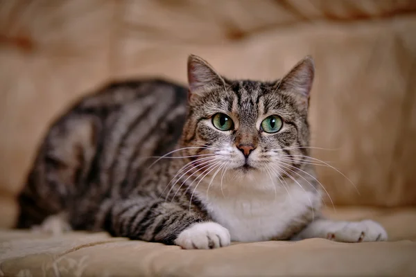 Gray striped cat with green eyes. — Stock Photo, Image