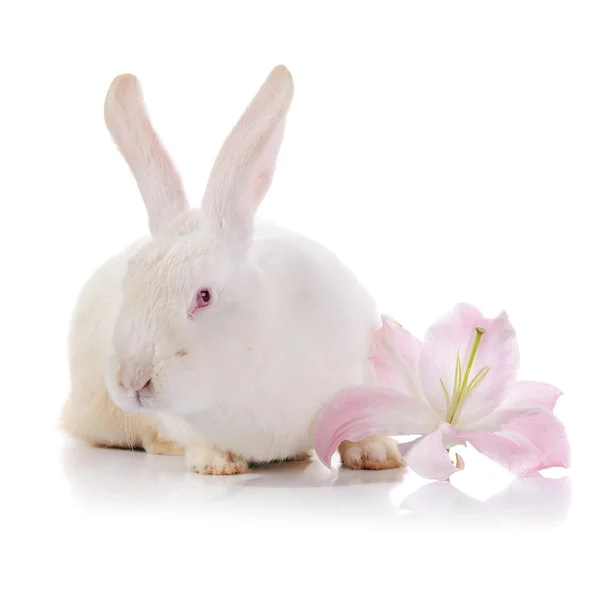 White rabbit and flower of a white-pink lily — Stock Photo, Image