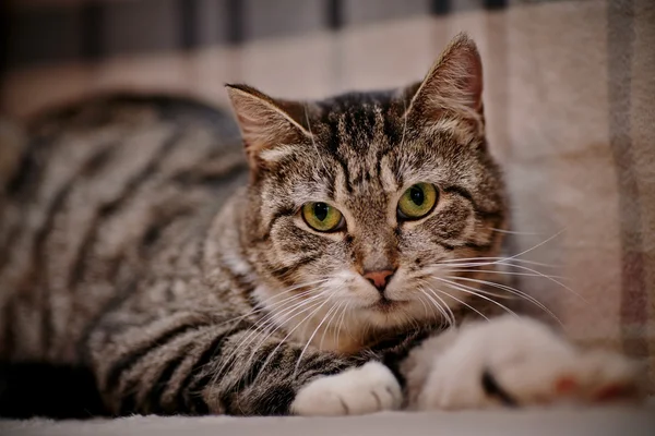 Portrait d'un chat rayé aux yeux verts. — Photo
