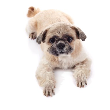 Eğlenceli küçük köpek doğurmak shih Tzu