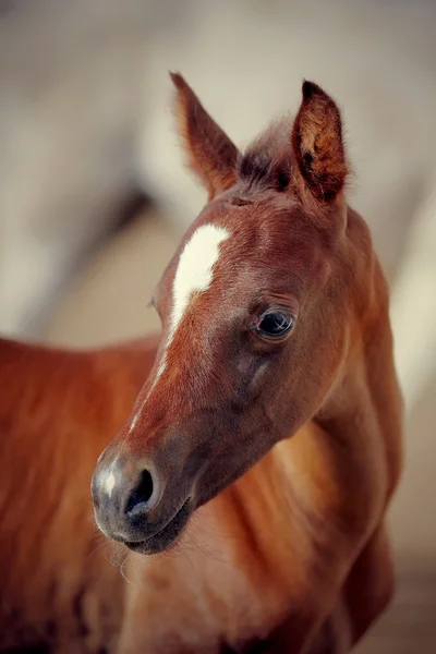 Portrait of a foal — Stock Photo, Image