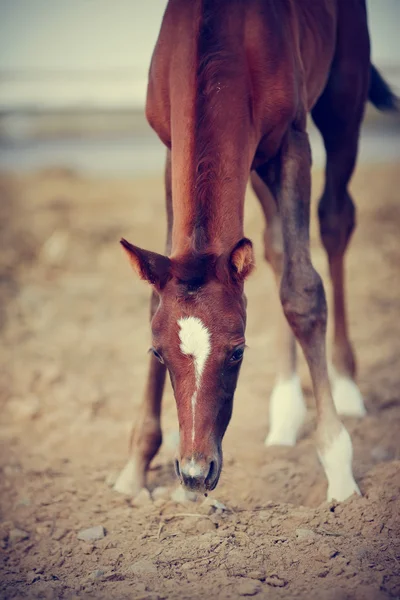 Foal with an asterisk on a forehead. — Stock Photo, Image