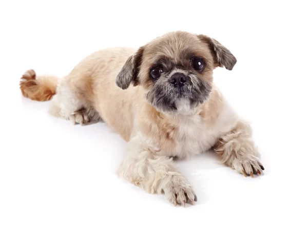 The amusing small doggie of breed of a shih-tzu — Stock Photo, Image