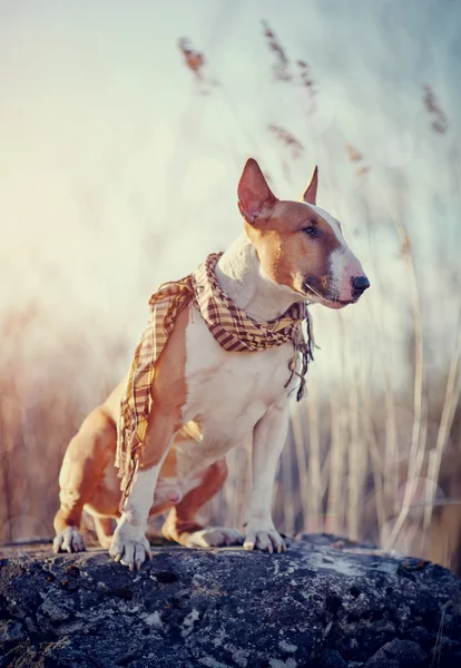 चेकरड स्कार्फमध्ये बैल टेरियर प्रजातीचा लक्षणीय कुत्रा — स्टॉक फोटो, इमेज