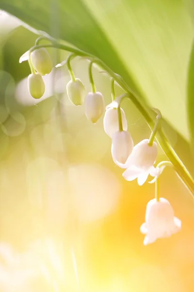 Blossoming lilies of the valley. — Stock Photo, Image