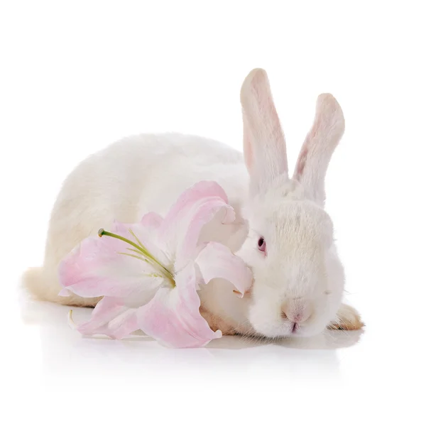 White rabbit and white-pink lily. — Stock Photo, Image