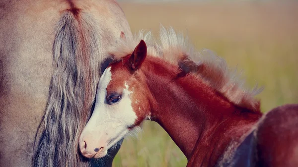 Portrait of a red foal on a pasture. — Stock Photo, Image