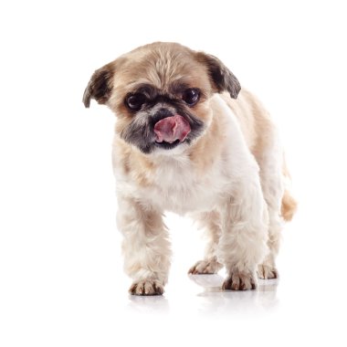 Dekoratif yalama dudaklar köpek doğurmak shih Tzu