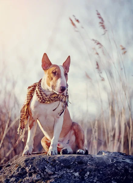 Attentive bull terrier in a checkered scarf — Stock Photo, Image