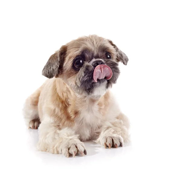 Dekoratif yalama dudaklar köpek