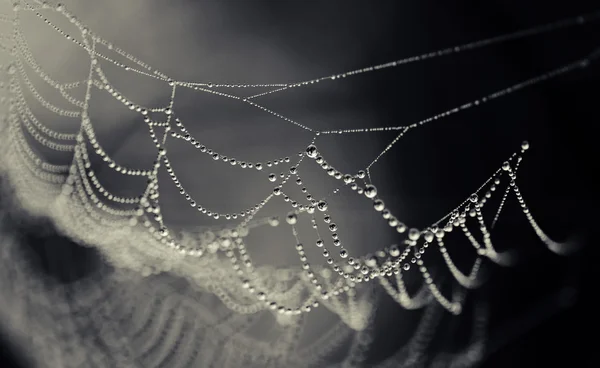 Spinnweben in Tautropfen — Stockfoto