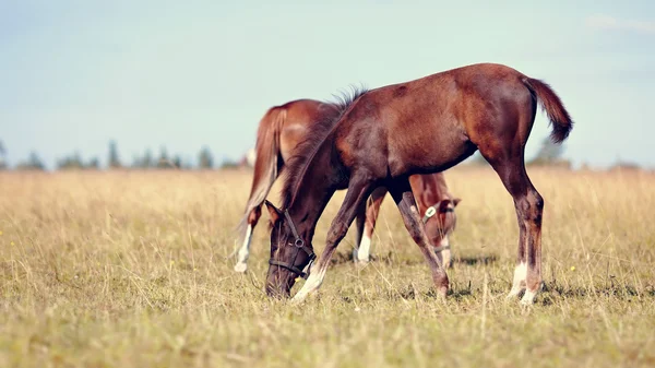 Bir çayır üzerinde iki foals. — Stok fotoğraf