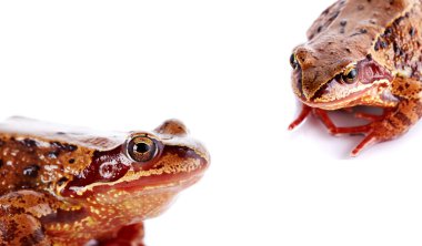 kahverengi kurbağa portresi