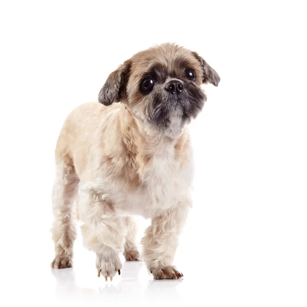 Kleine hondje van ras van een shih-tzu — Stockfoto