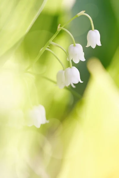 Blüten einer wild wachsenden Maiglöckchen — Stockfoto