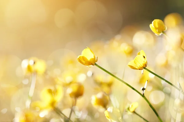 Flores amarelas de um buttercup — Fotografia de Stock